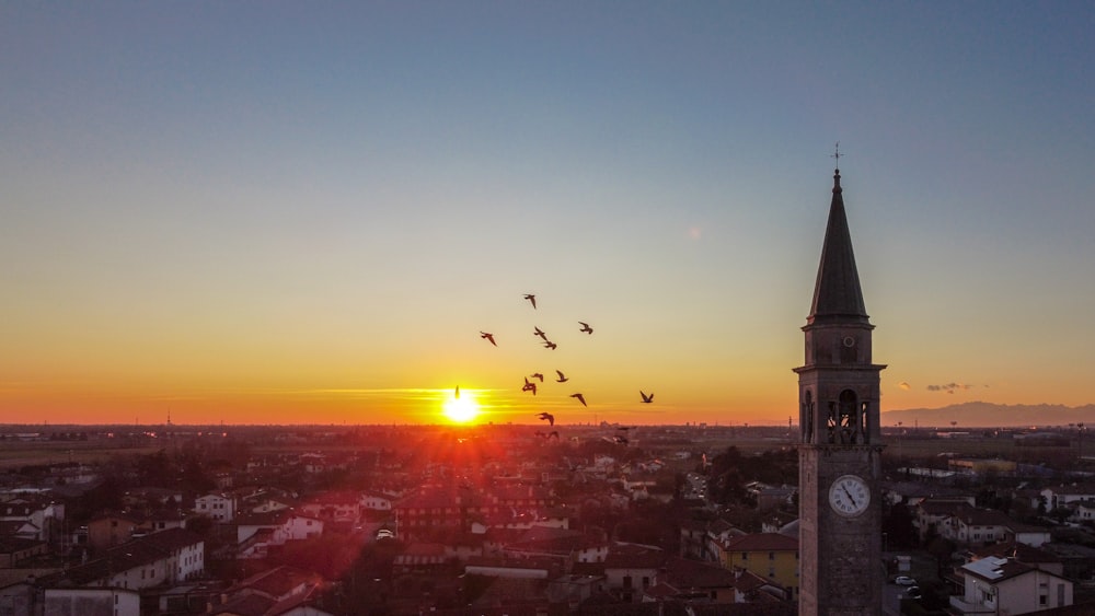 birds flying over city during sunset