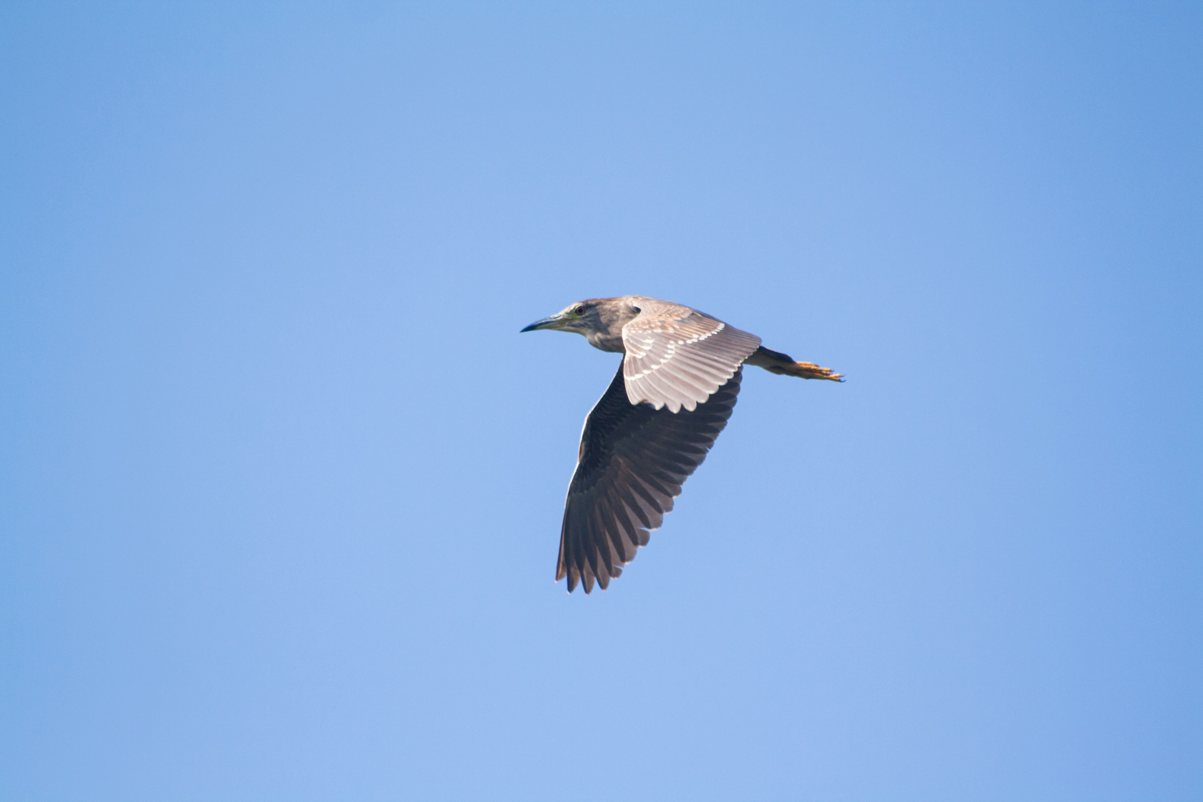 brown and white bird flying during daytime