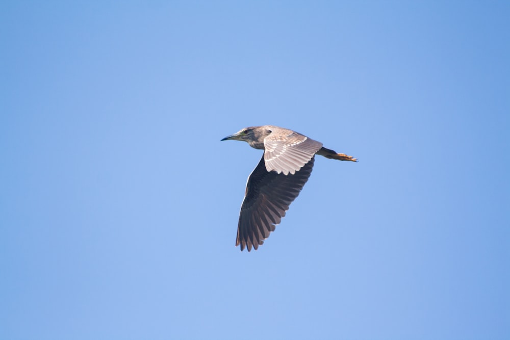 brown and white bird flying during daytime