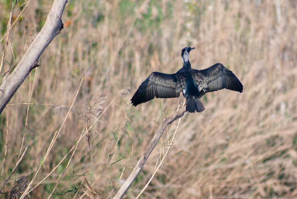 black bird flying over brown grass during daytime
