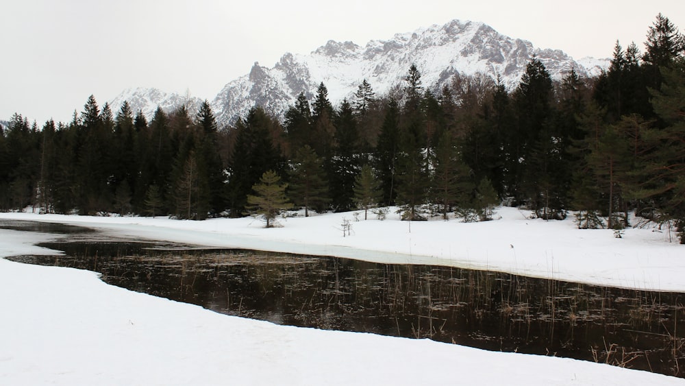 árboles verdes en el suelo cubierto de nieve