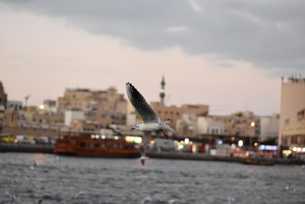 white and black bird flying over the city during daytime