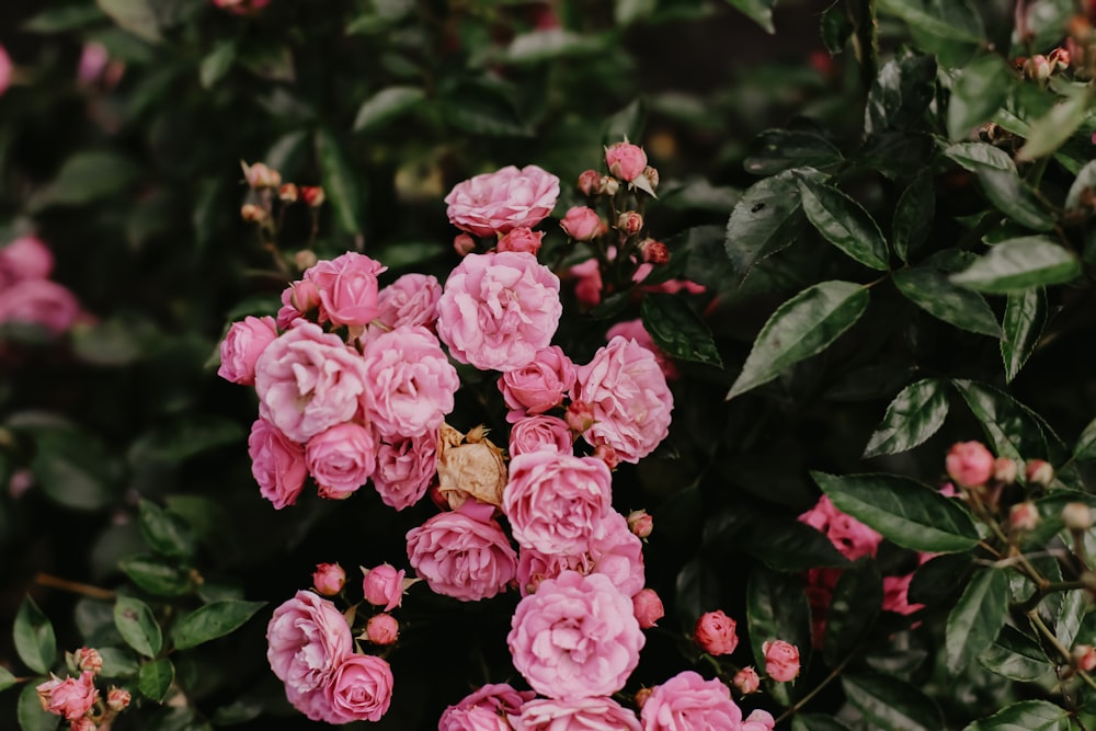 pink flowers with green leaves