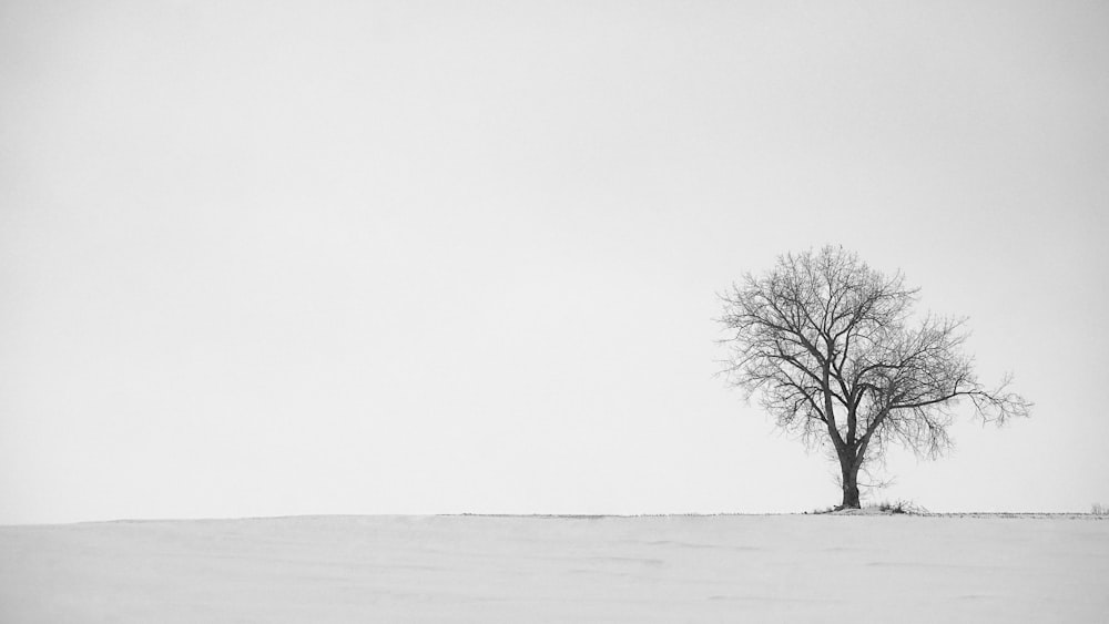 leafless tree on snow covered ground