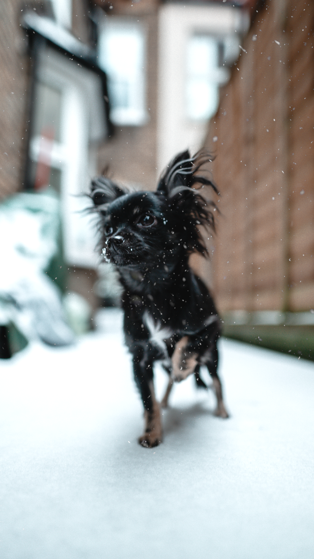 black and white short coat small dog on snow covered ground during daytime