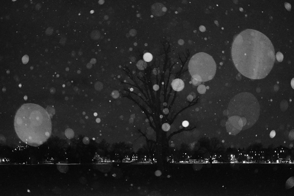 grayscale photo of tree with water droplets