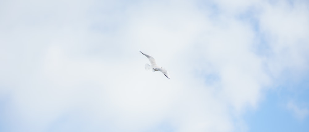 white bird flying under white clouds during daytime