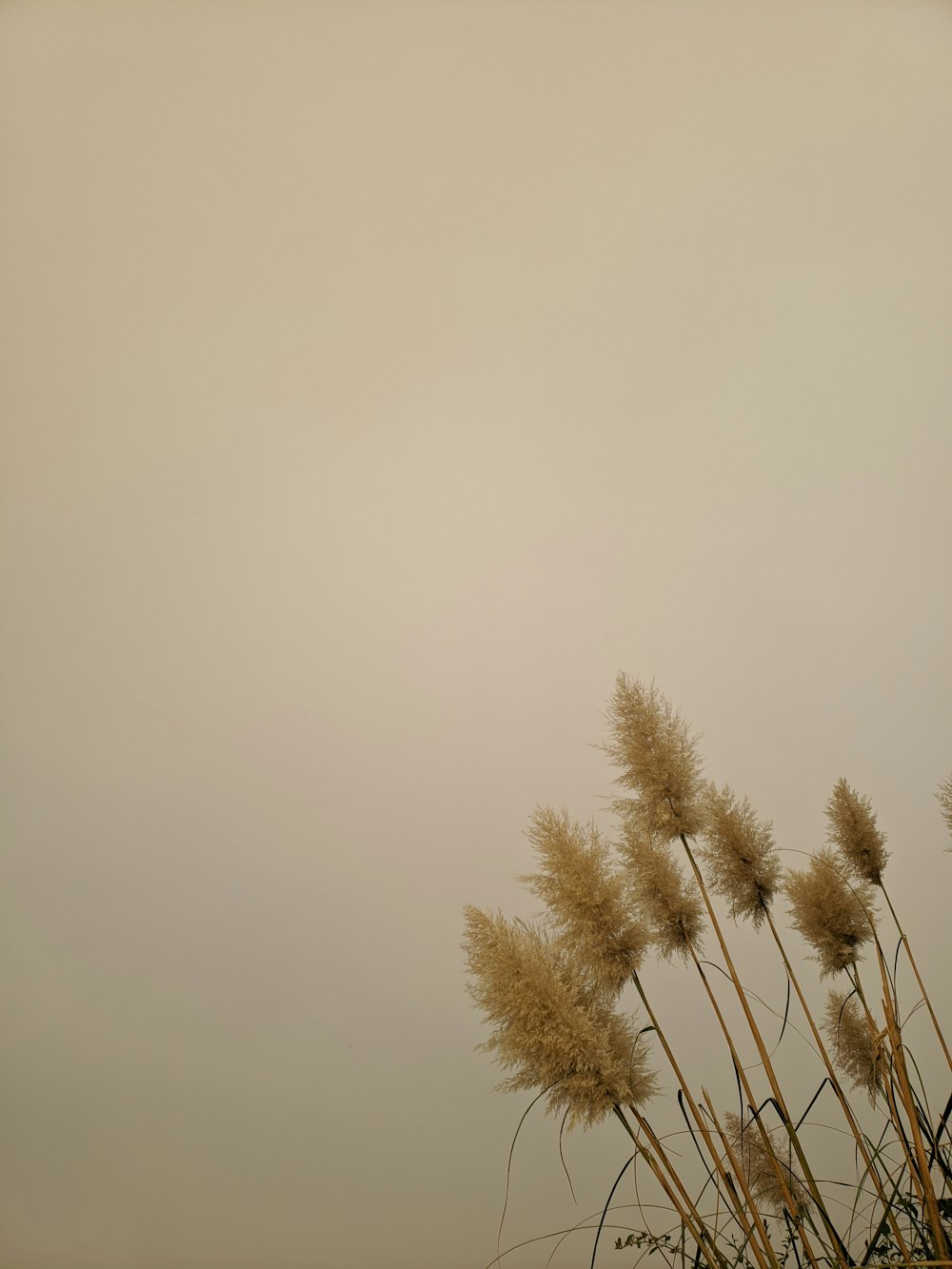 a bunch of tall dry grass in front of a gray sky