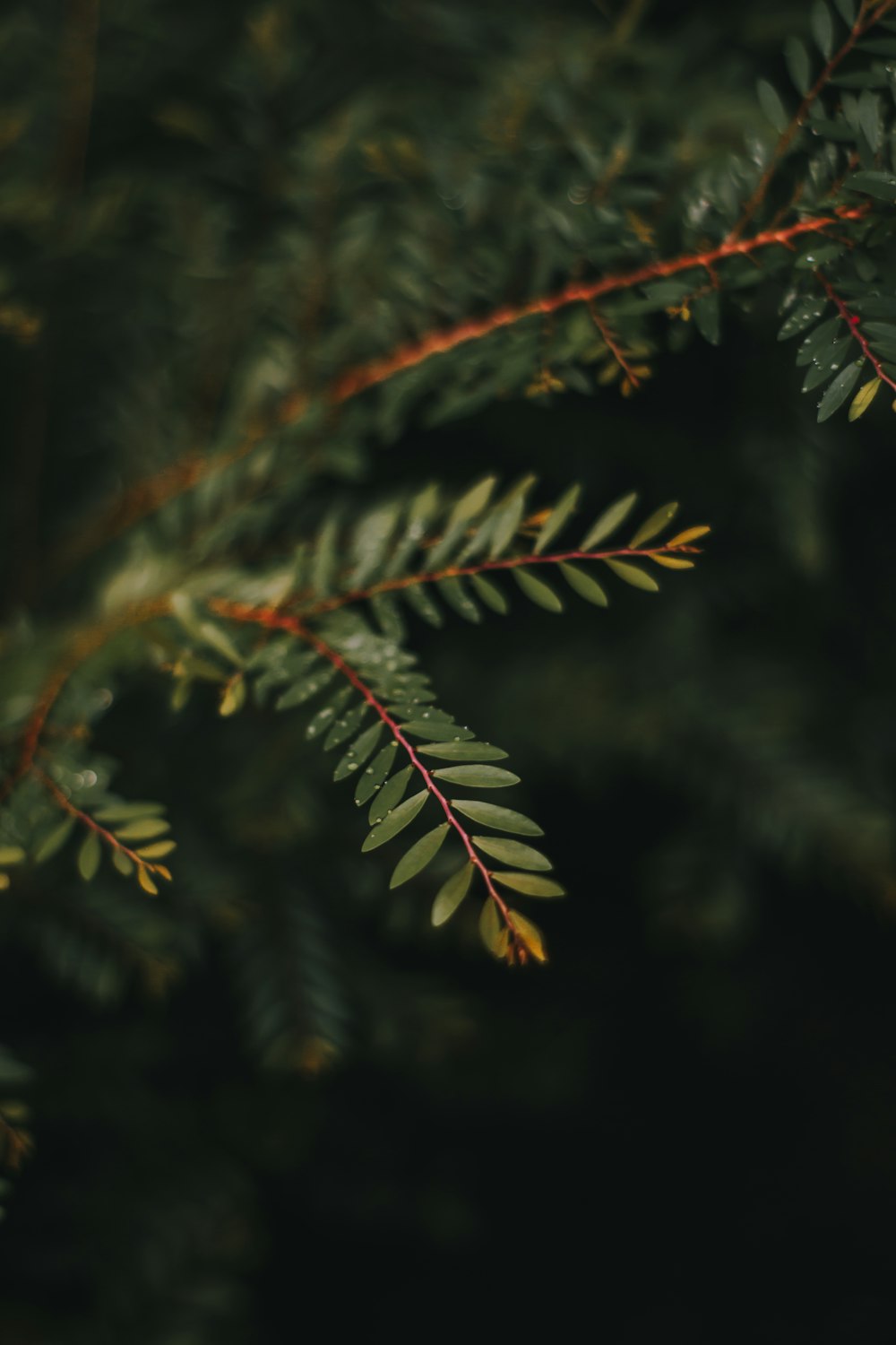 green pine tree in close up photography