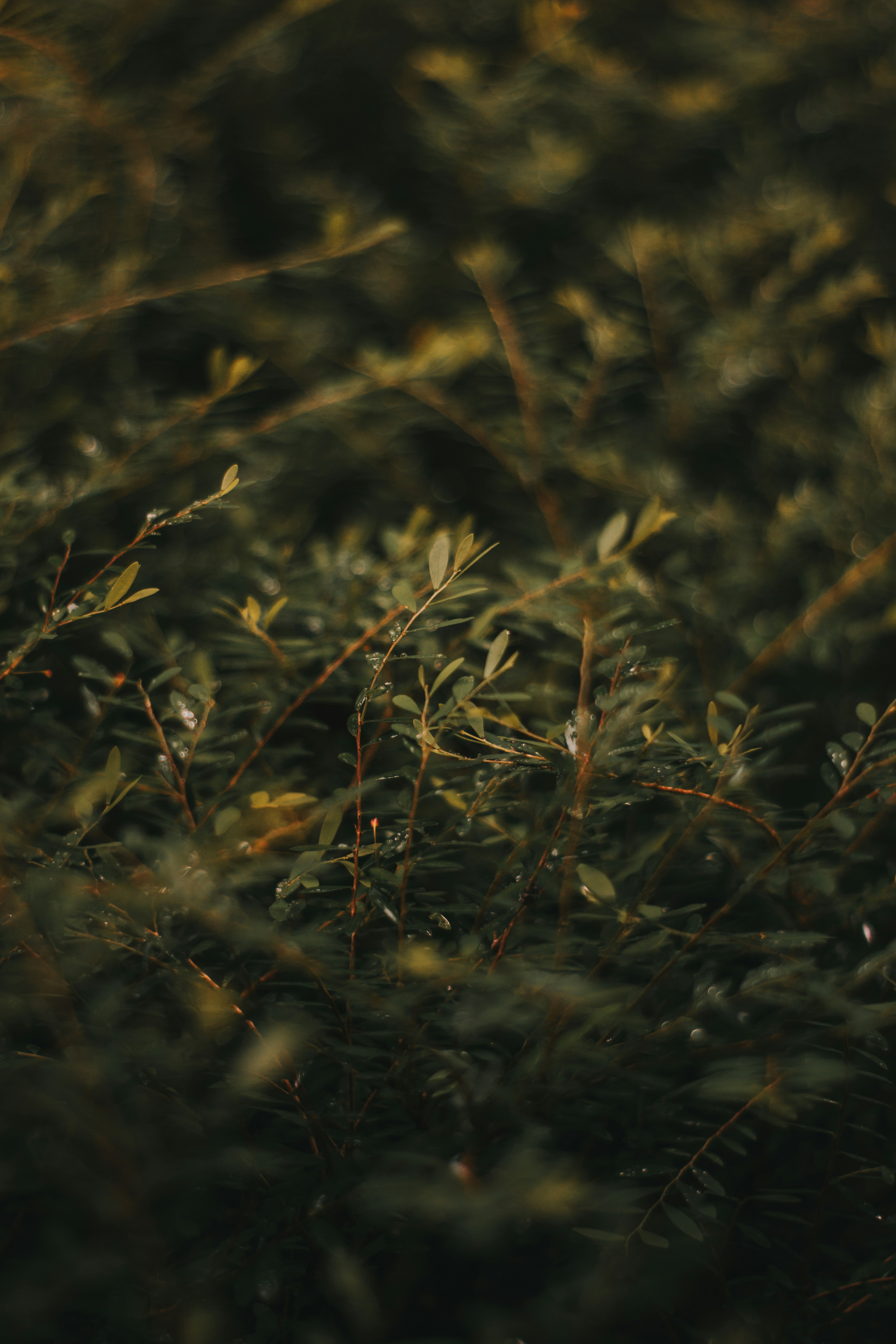 Photo by nihalfyroozs