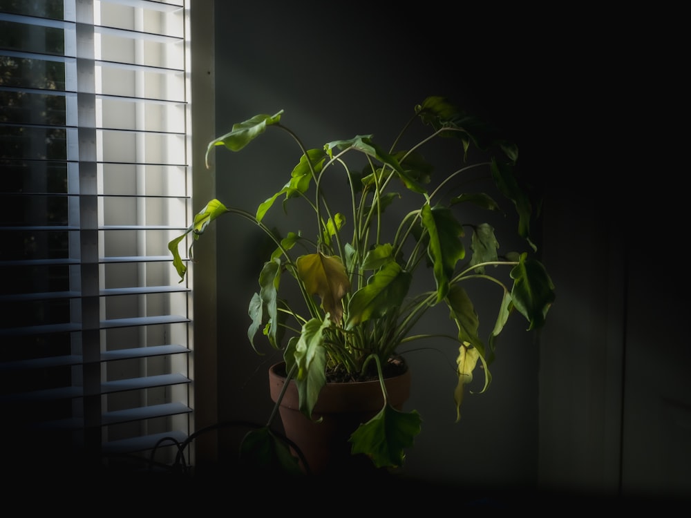 green plant on brown pot