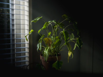 Drooping Wilting Plant India Causes Recovery