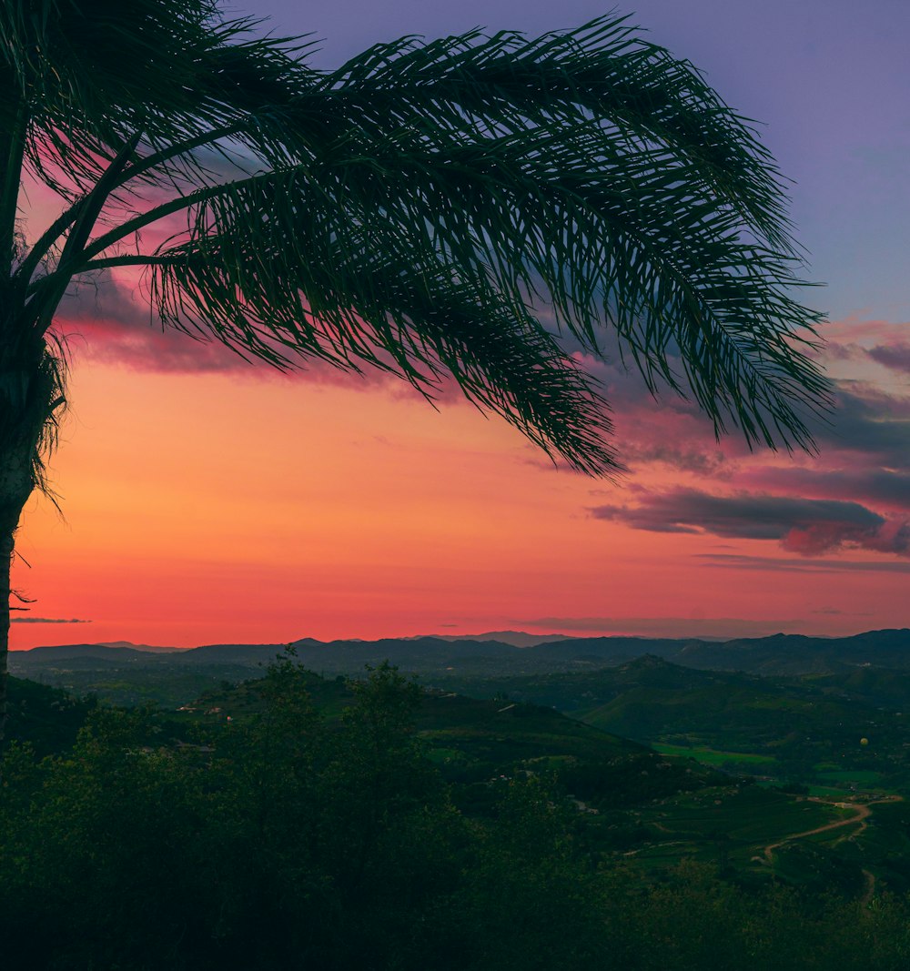 green trees under orange sky during sunset