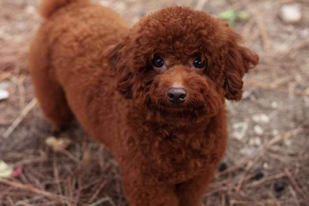 brown short coated small dog on brown grass field during daytime