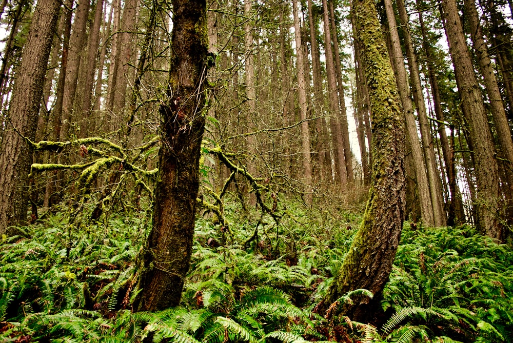 green moss on brown tree trunk