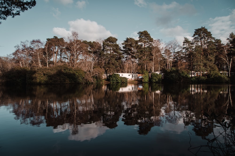 brown trees beside body of water under blue sky during daytime