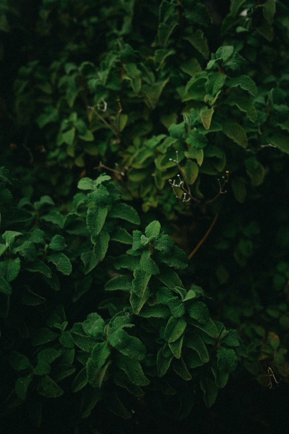 green leaves on brown soil