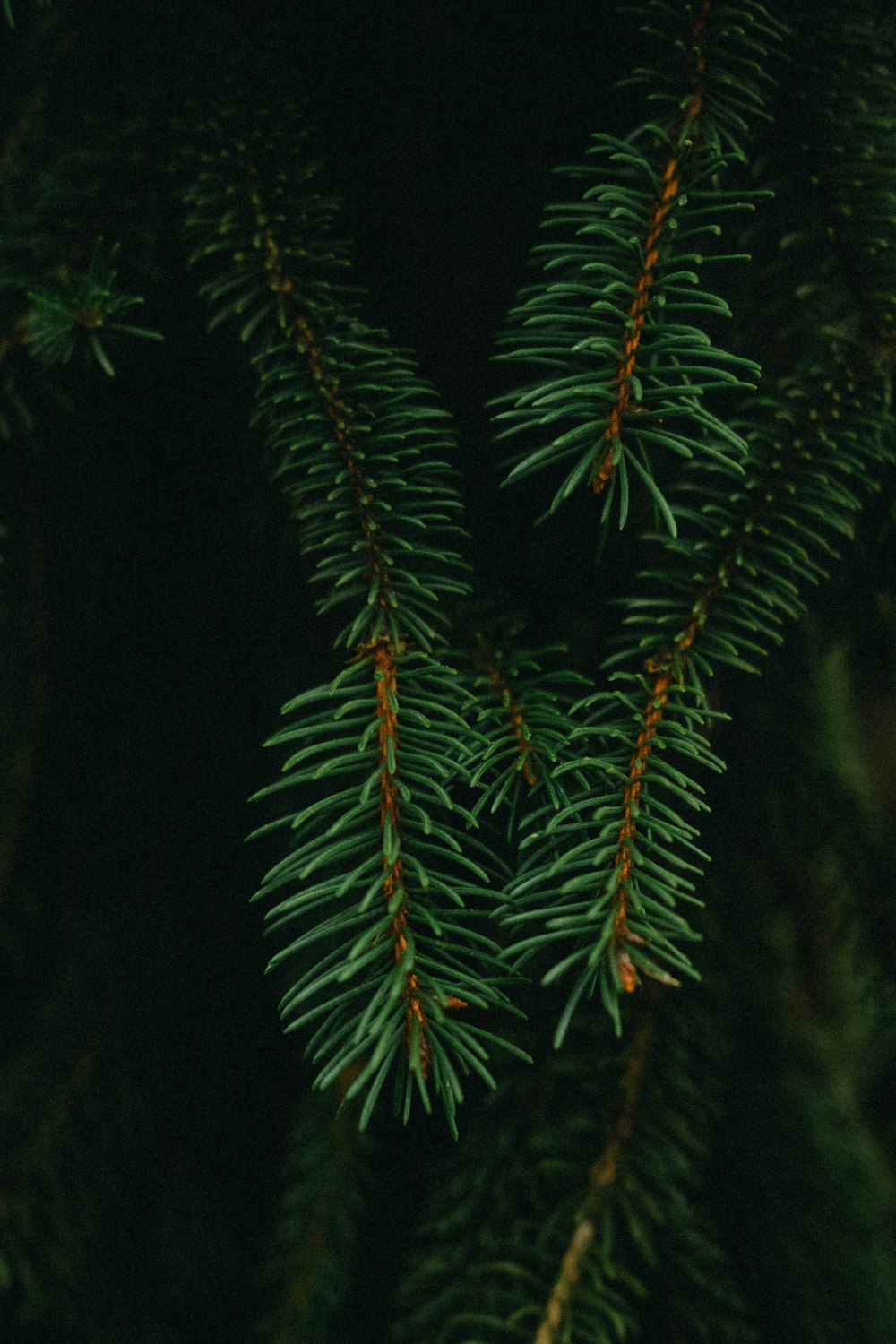 green pine tree during night time