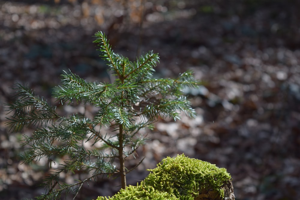 green plant in tilt shift lens