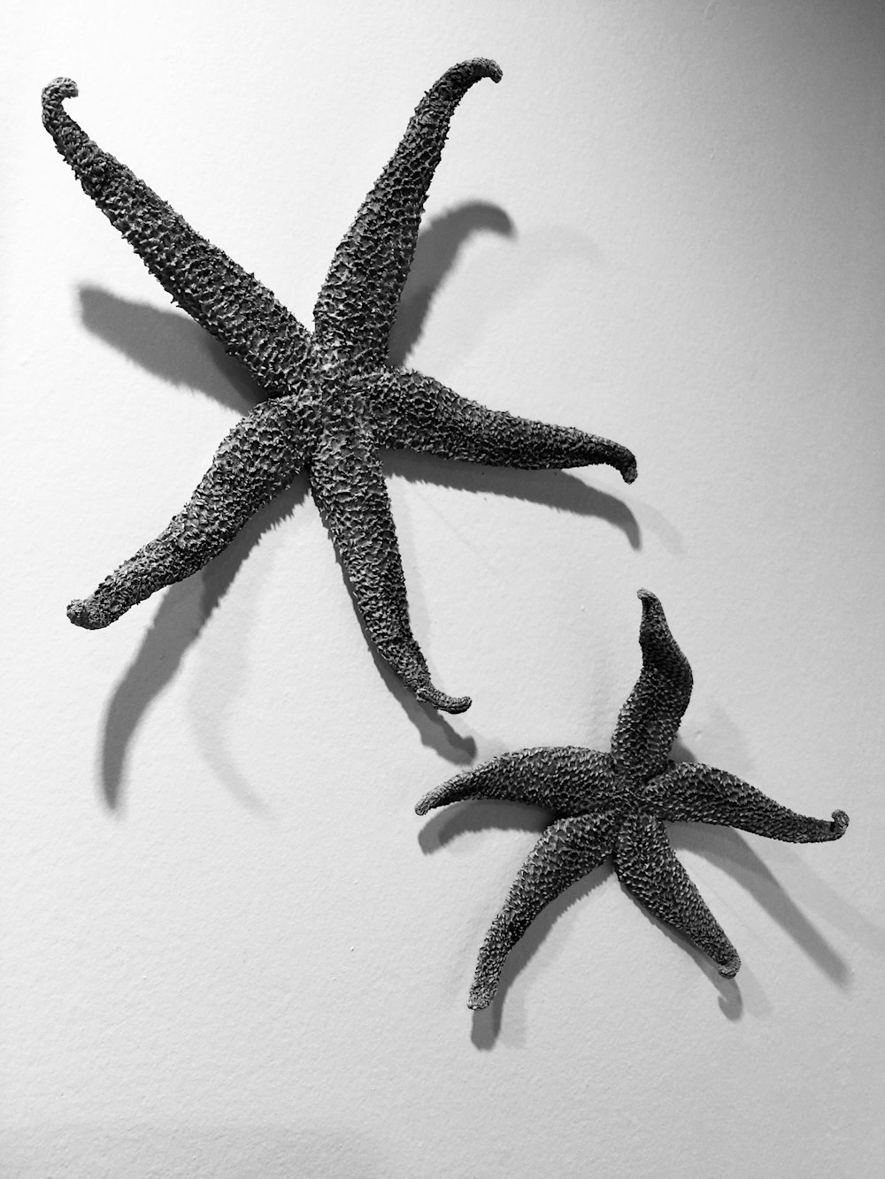 black and white starfish on white surface
