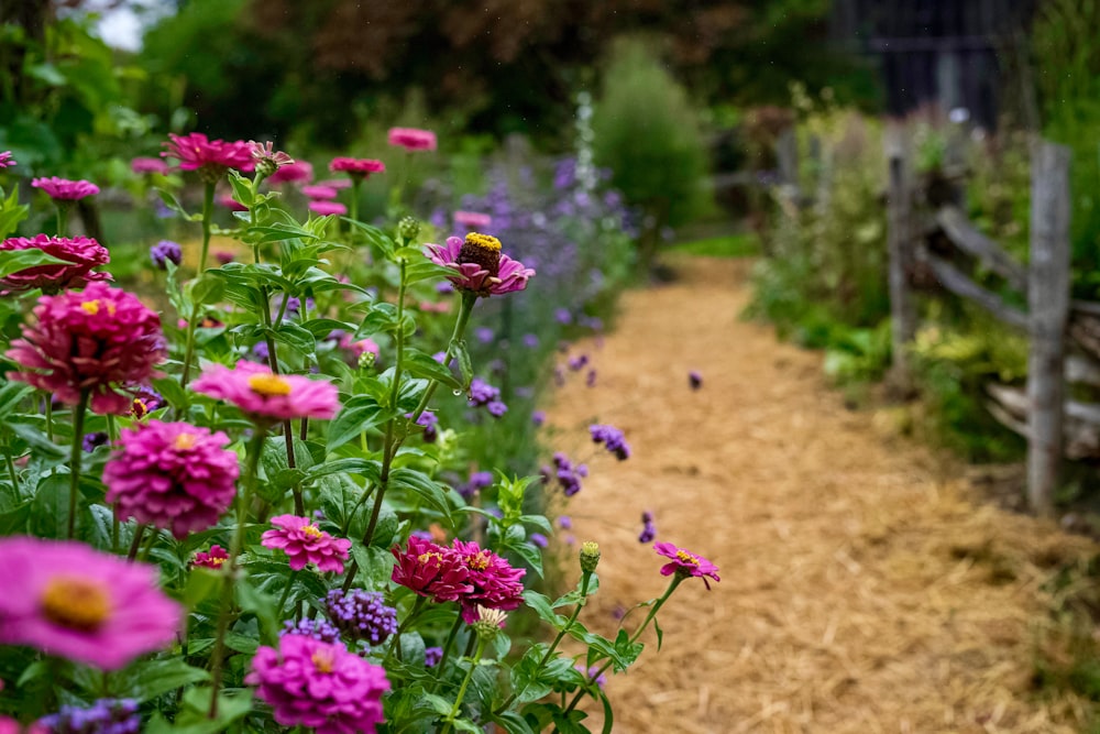 purple flowers in tilt shift lens