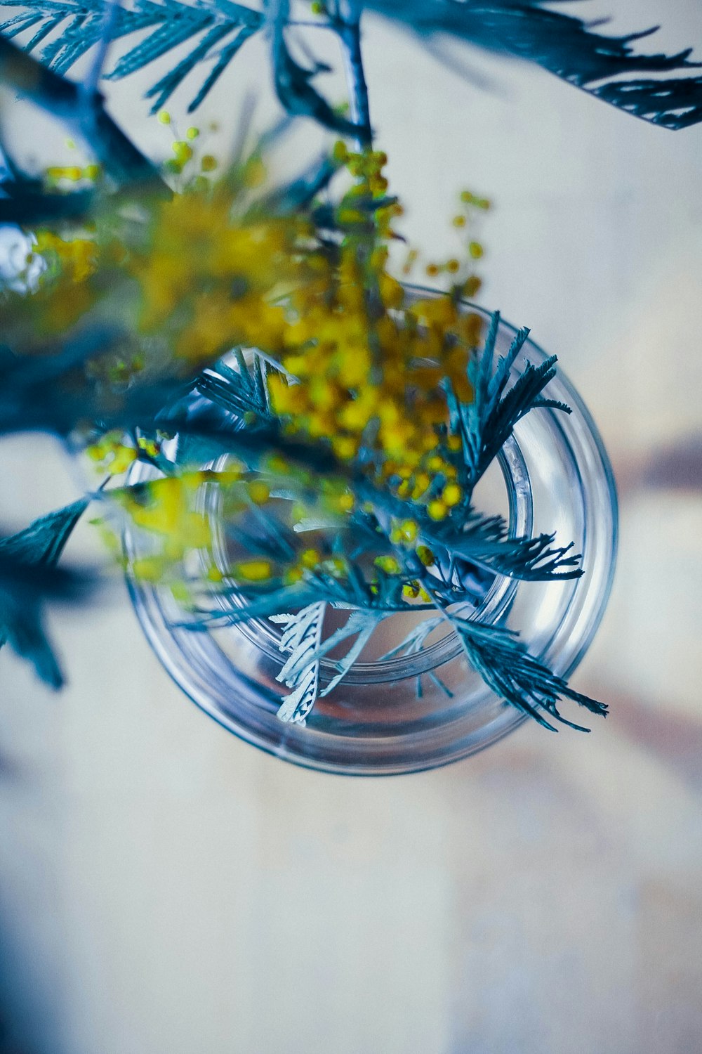 yellow and blue flower in clear glass vase