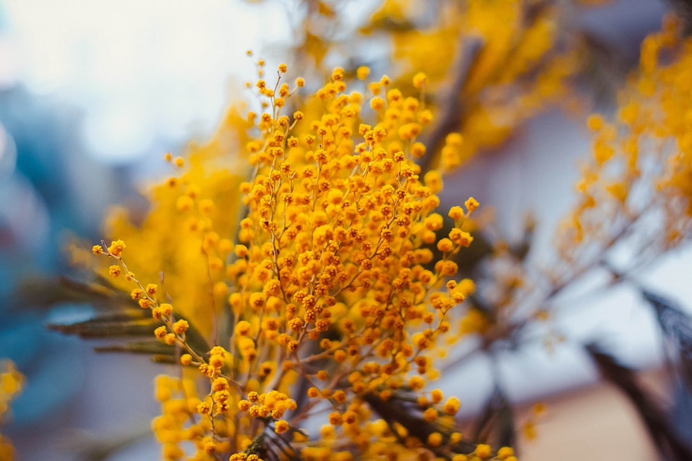 yellow flower in tilt shift lens