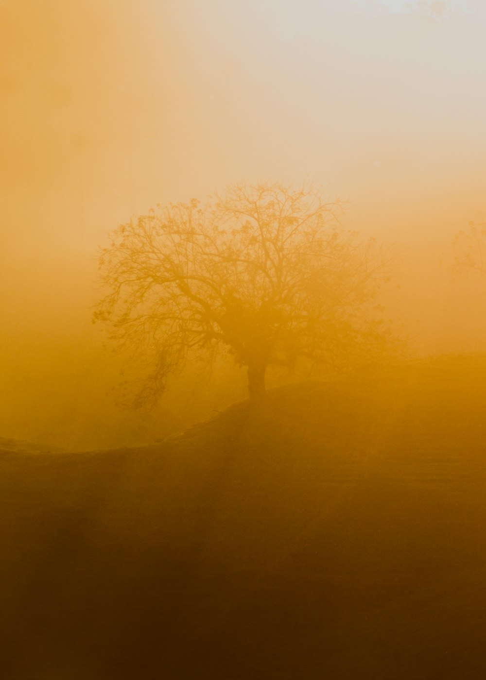 a lone tree in a foggy field