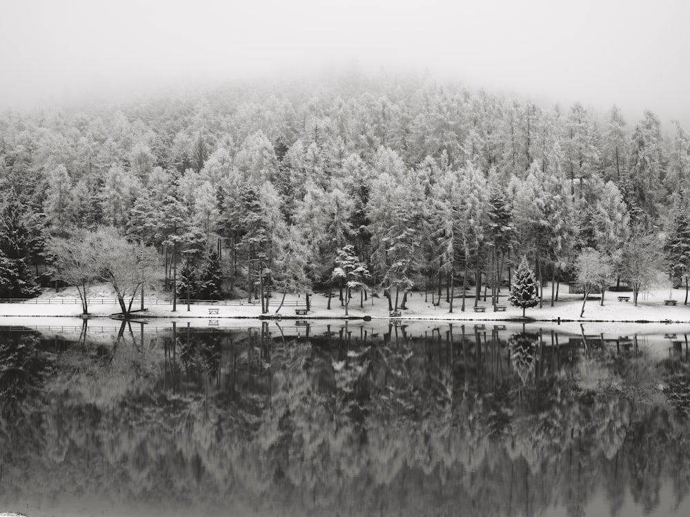 grayscale photo of trees near lake