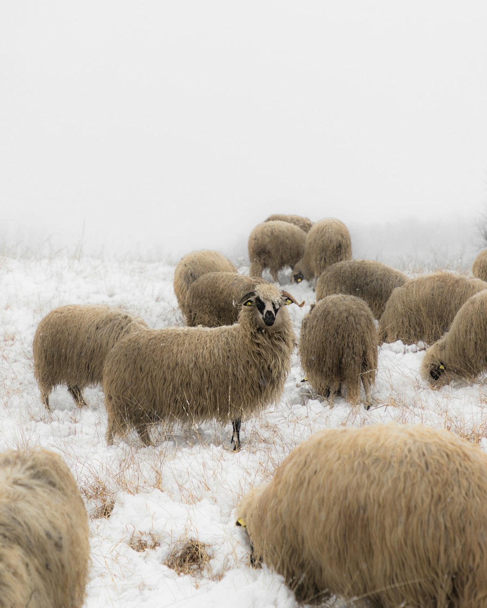 herd of sheep on snow covered field during daytime