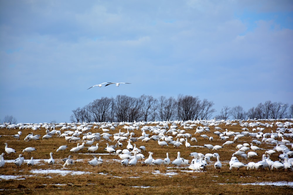 flock of white birds flying over brown grass field during daytime