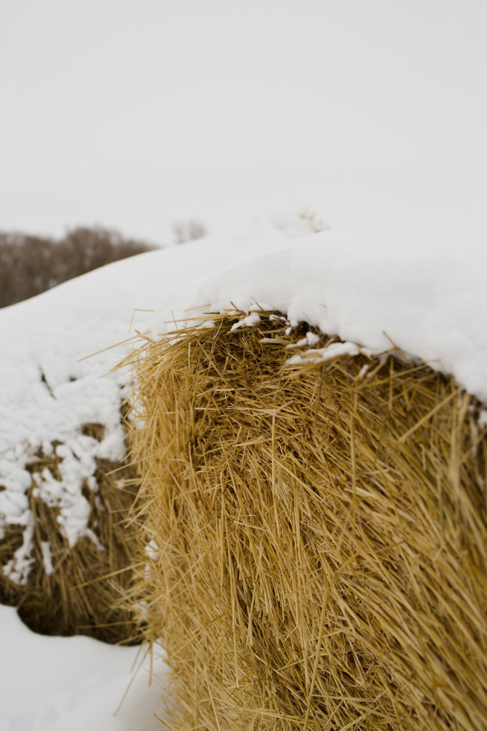 brown grass on snow covered ground during daytime