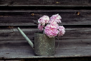 A rustic metal watering can filled with blooming pink peonies is placed against a weathered wooden background, creating a vintage and charming scene.