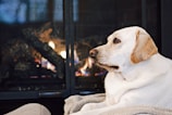 A light-colored dog is resting comfortably in front of a glowing fireplace. The dog's attention is focused to the side, creating a peaceful and relaxed atmosphere.