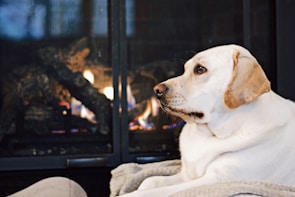 A light-colored dog is resting comfortably in front of a glowing fireplace. The dog's attention is focused to the side, creating a peaceful and relaxed atmosphere.