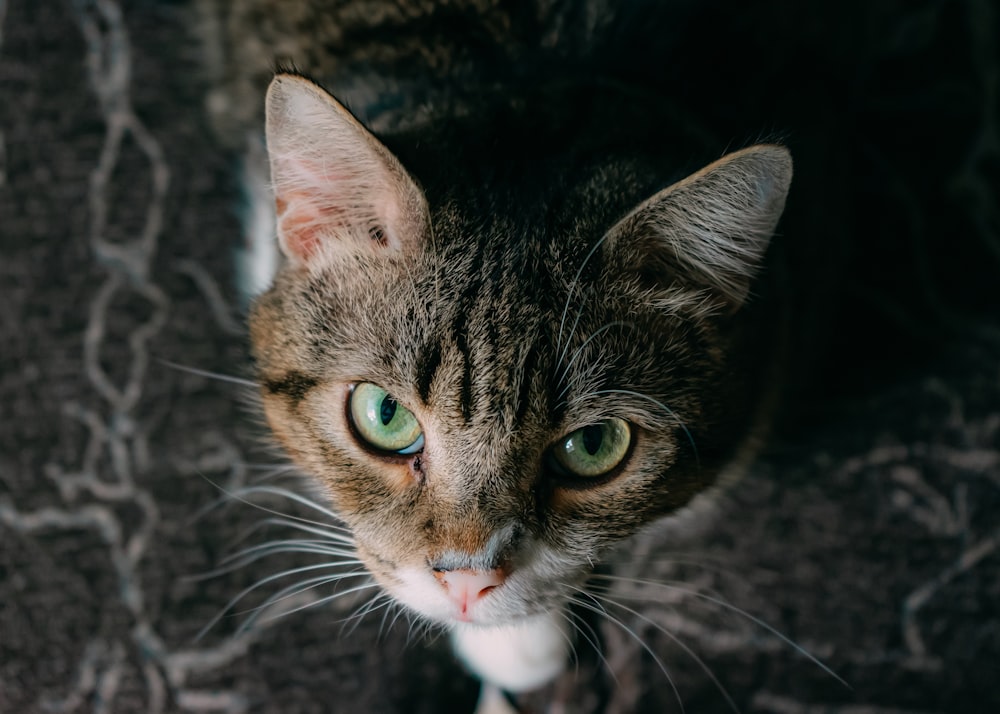 brown tabby cat in close up photography