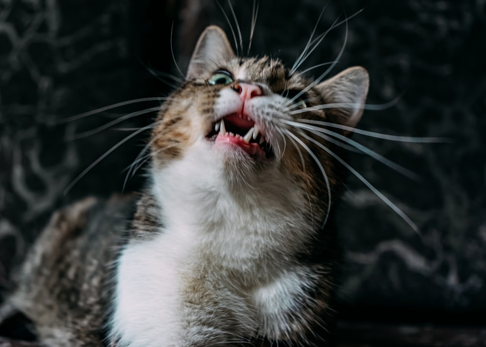 chat tigré brun et blanc