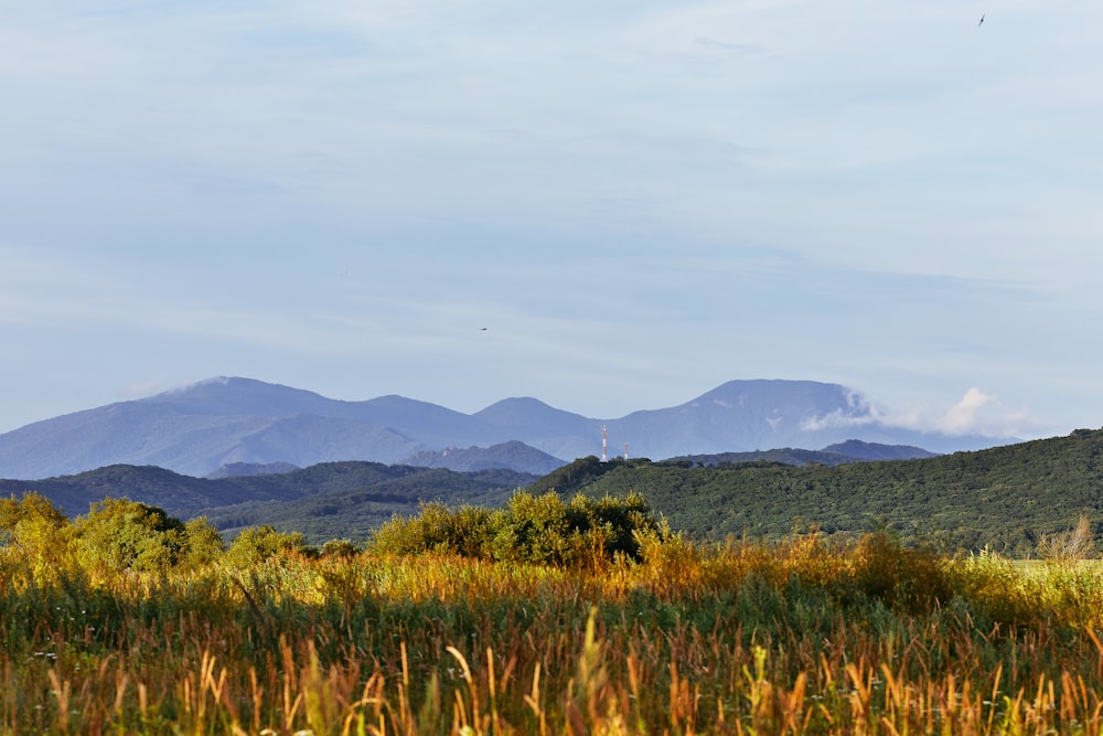 green grass field near mountain during daytime