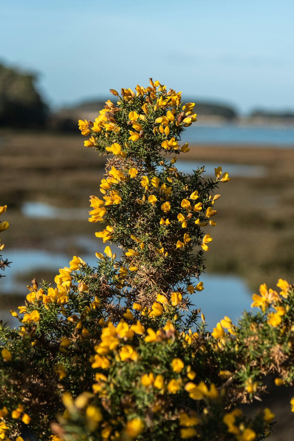 yellow flowers in tilt shift lens