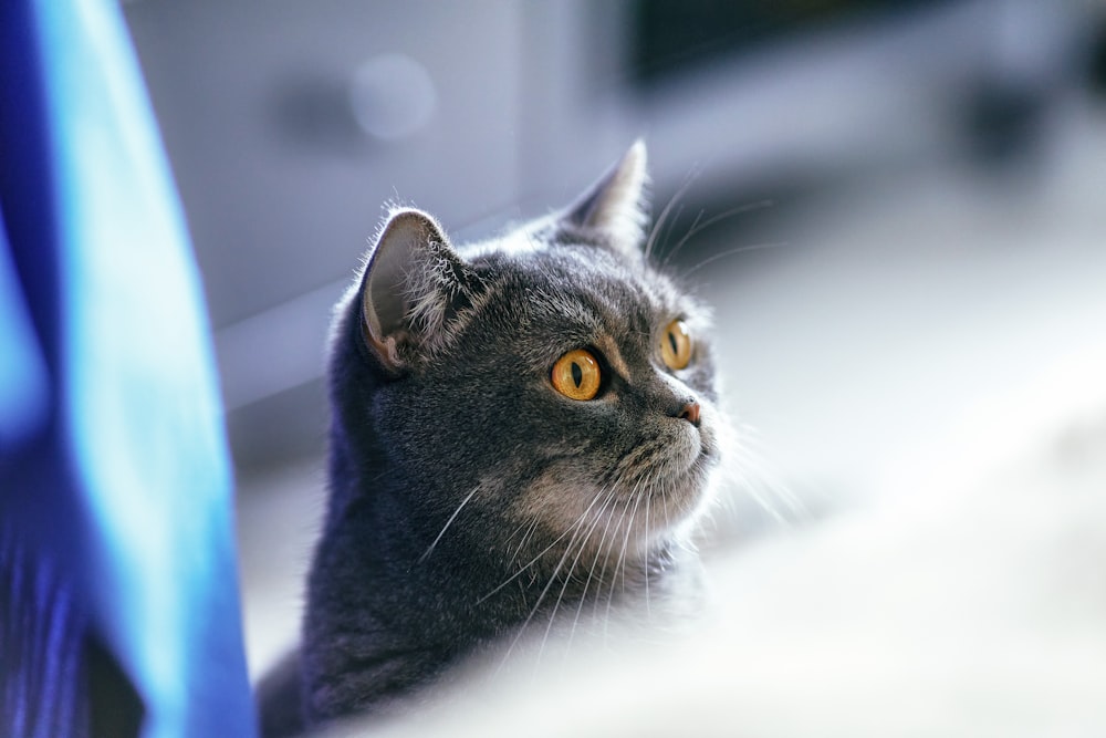 gato preto no têxtil azul