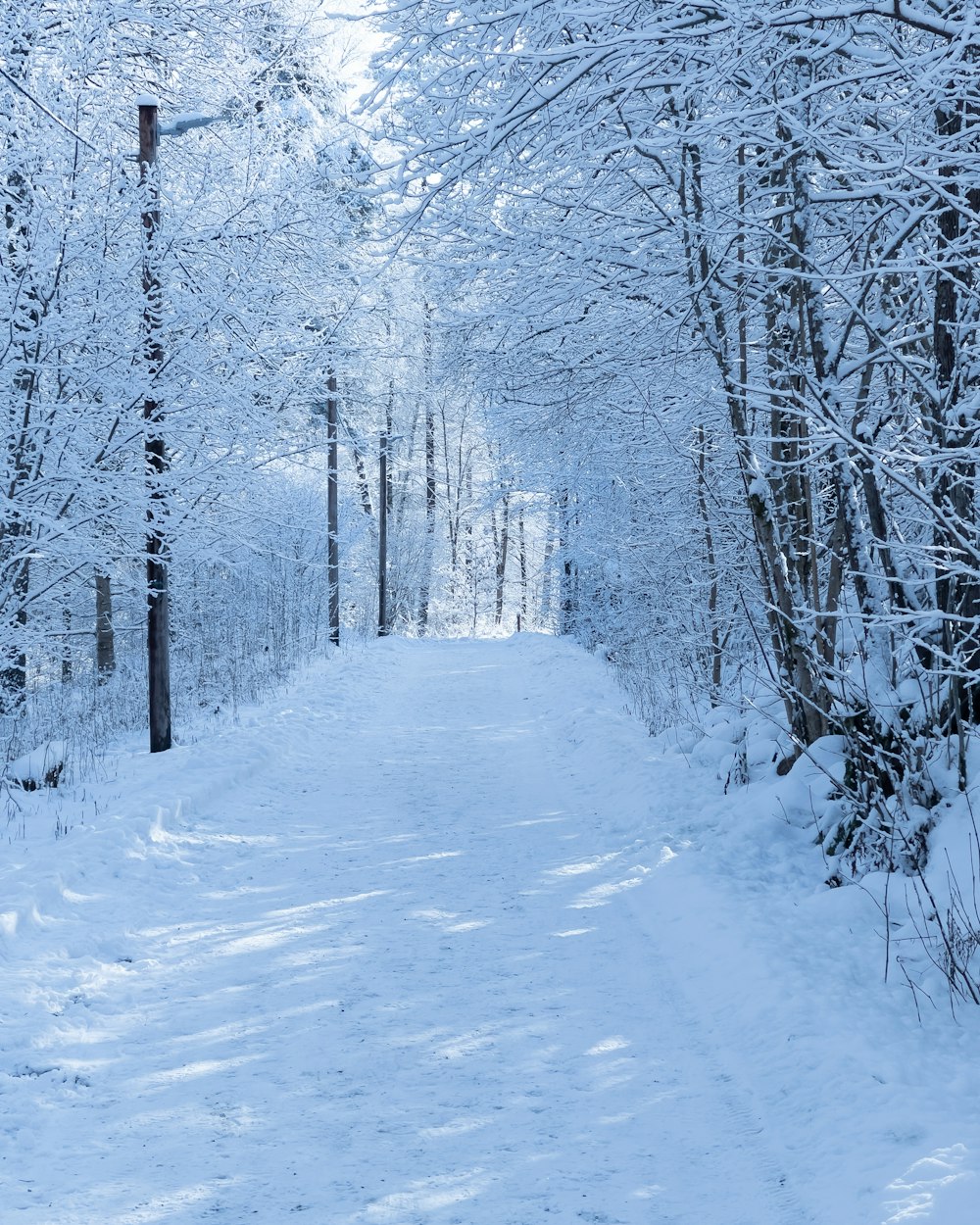 Schneebedeckte Straße zwischen Bäumen tagsüber