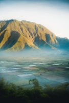 A peaceful landscape showcasing lush green fields of medicinal plants.