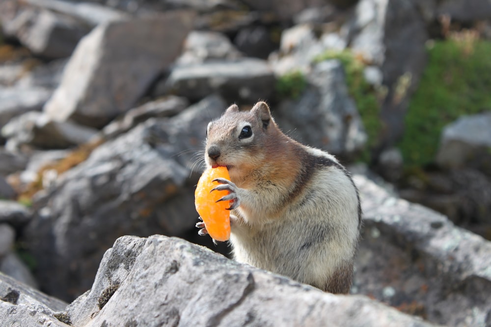 brown and white rodent eating yellow fruit