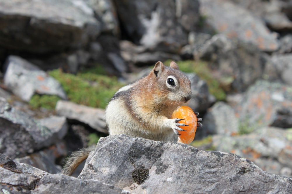 brown and white squirrel on gray rock during daytime