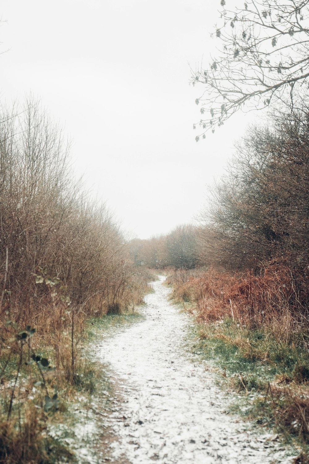 snow covered pathway between bare trees during daytime