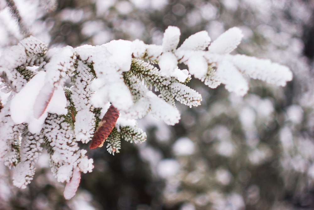 Weißer Schnee auf braunem Ast