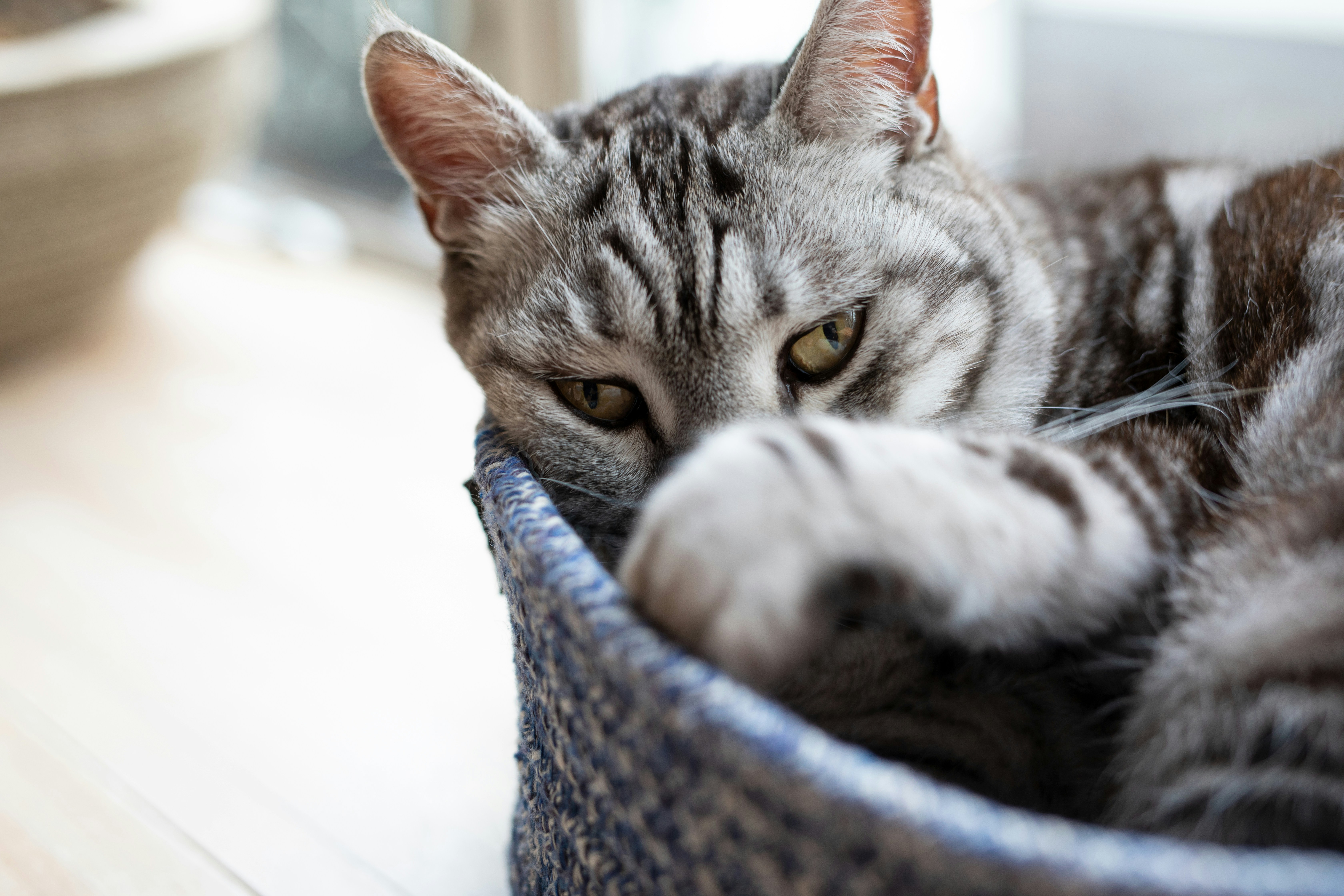 silver tabby cat on blue basket