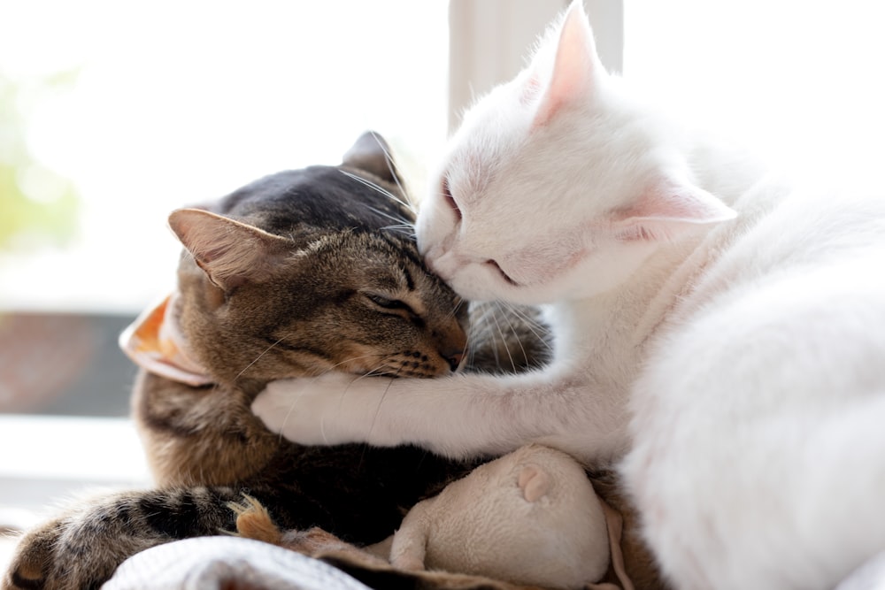 white and brown cat lying on white and black textile