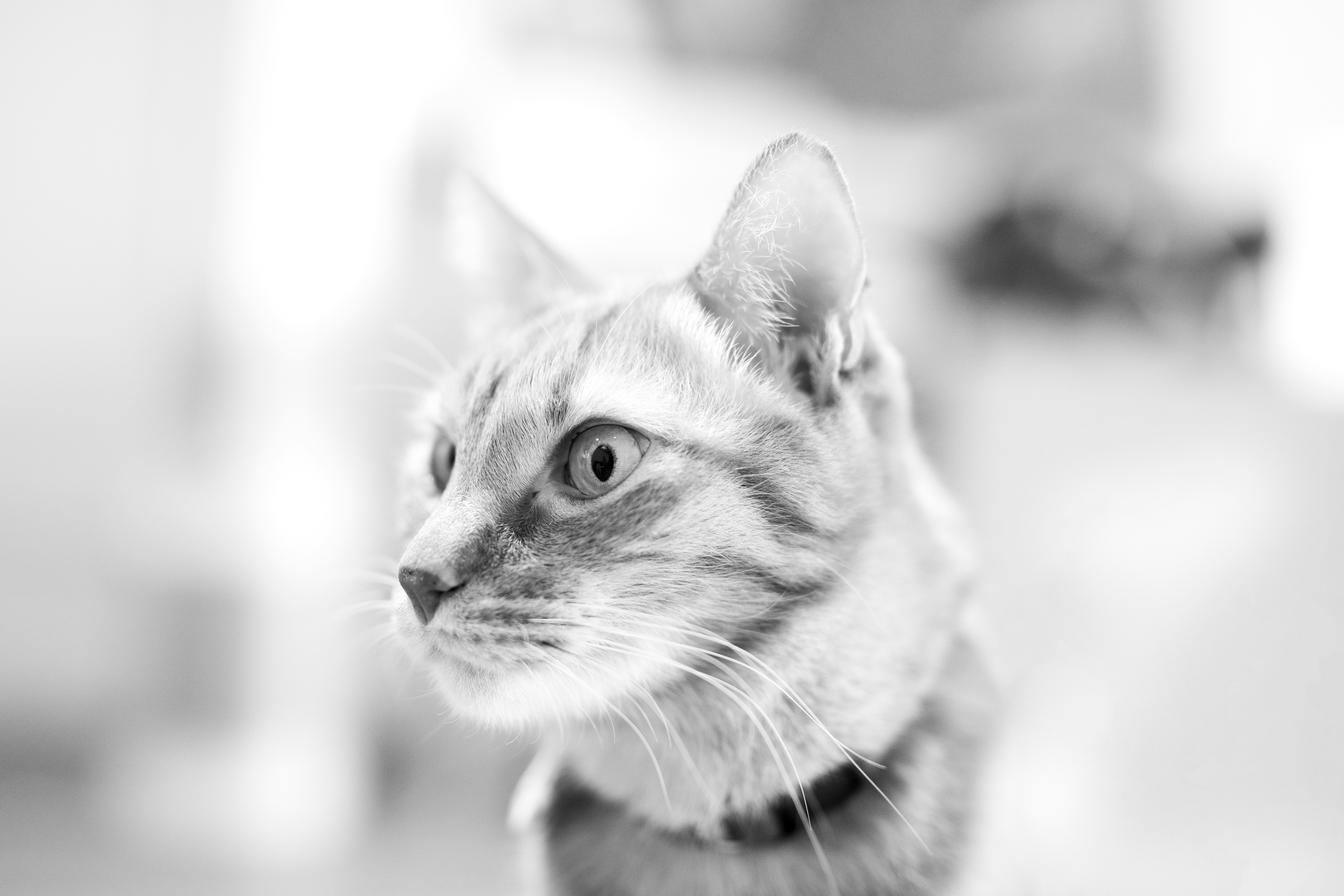 Grayscale photo of cat with blue eyes photo – Free Cat Image on Unsplash, image size:3000x2000