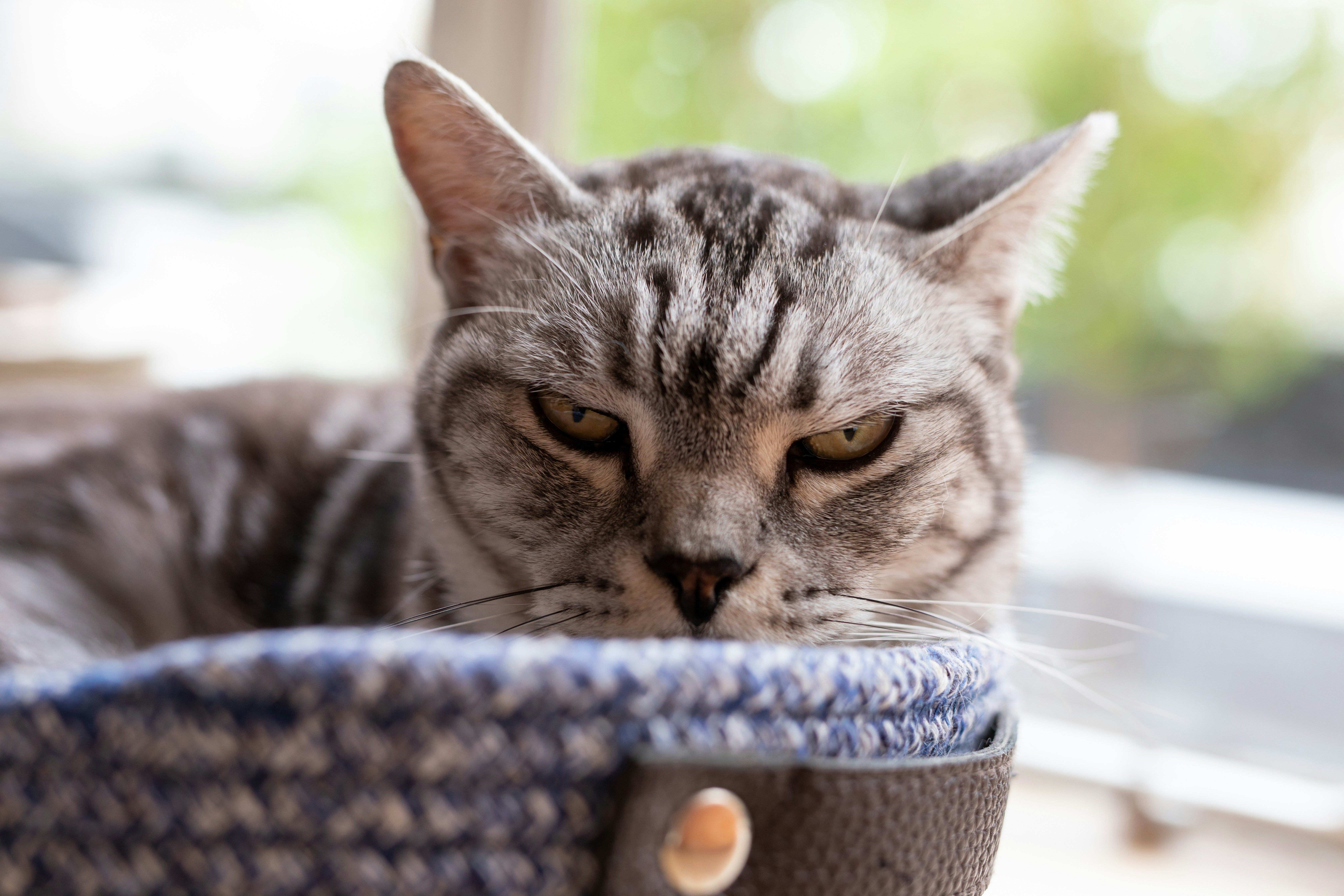 silver tabby cat in white and blue basket